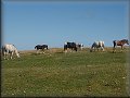 Dartmoor