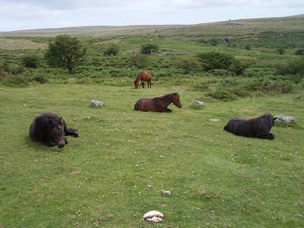 Dartmoor