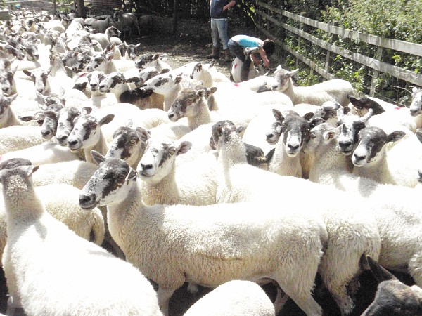 Údržba ovcí