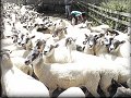 Údržba ovcí