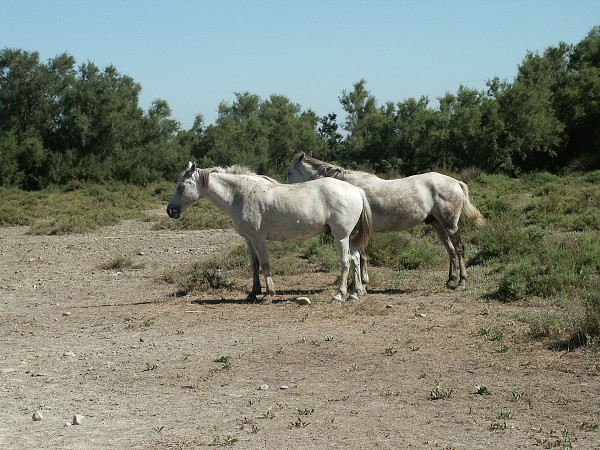 Provence 07