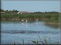  NP Camargue