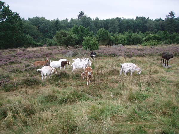 Bornholm a jižní Švédsko