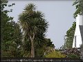 Stedomosk palmy
