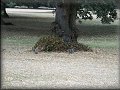 Veverky v parku