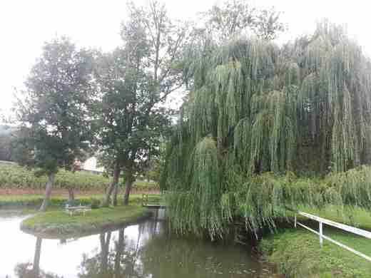 24 Muzeum v Chateau de   Savigny-les-Beaune
