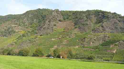 13 Vinice Calmont