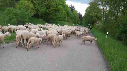 03 Bača se svými ovečkami