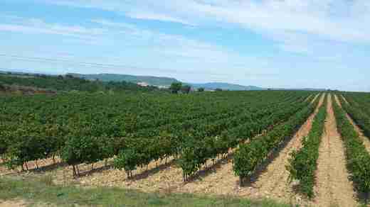 13 Provensálské vinice