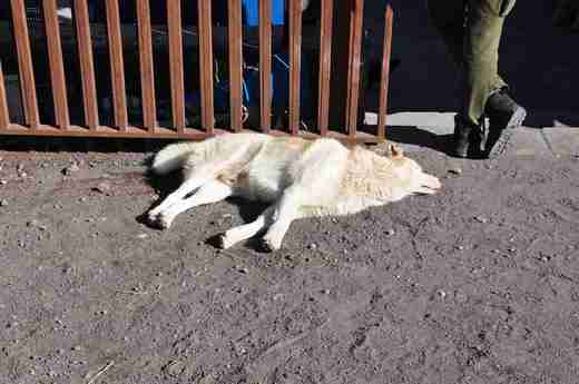 12 Psí siesta
