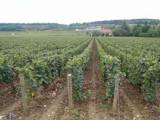 10 Cestou do Beaune