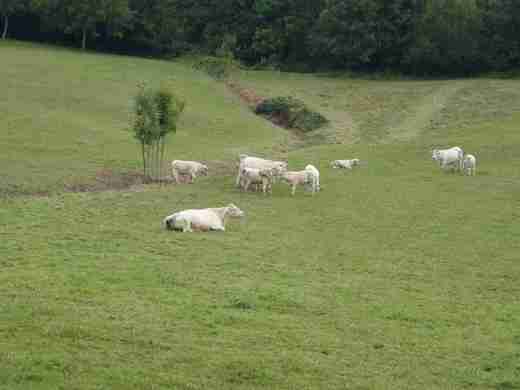 05 Masný skot Charolais
