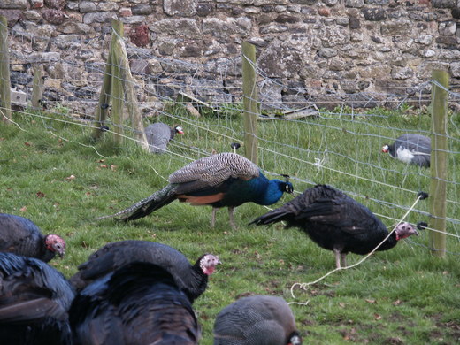 16  Newbridge Demesne Traditional Farm